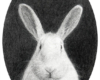 rabbit drawing on paper by Rebecca Luncan