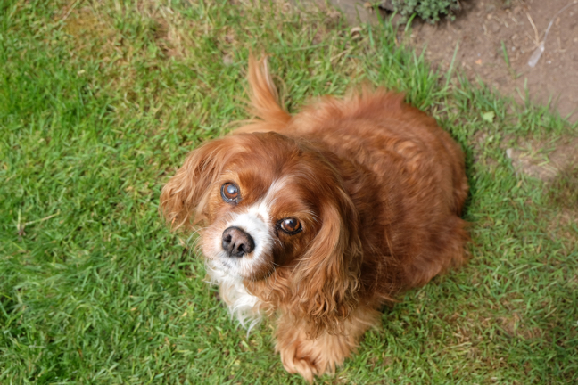 photography don't for pet portrait