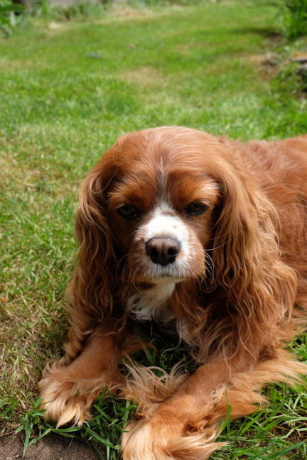 photography don't for pet portrait