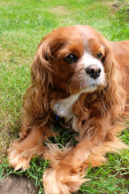photos for a pet portrait painting