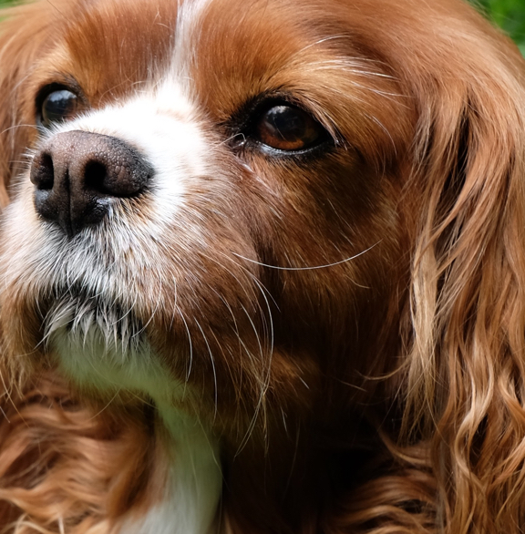 photos for a pet portrait painting