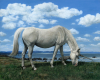 oil painting of Polish Arabian horse as unicorn by Rebecca Luncan