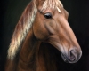 Oil painting horse portrait of a rocky mountain horse by Rebecca Luncan