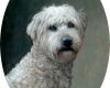 Pet portrait of Wheaten Terrier classical oil painting by Rebecca Luncan