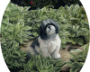 malsh oil paintingi in hostas, pet portrait oil painting by Rebecca Luncan