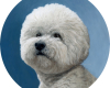 pet portrait painting of bichon frise by Rebecca Luncan