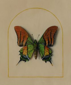 Emporer of India butterfly painting in oil on copper by Rebecca Luncan