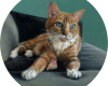 orange Cat portrait oil painting by Rebecca Luncan